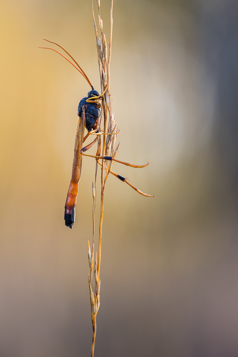 20220114-20211024-IMG_5371 ZS28 1-20 f5 160 100-b.jpg