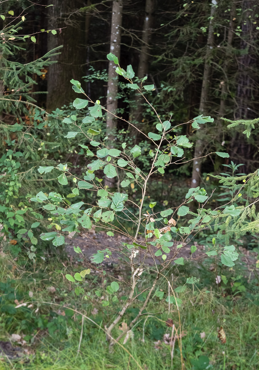 Ansitz_Baeumchen-1.jpg