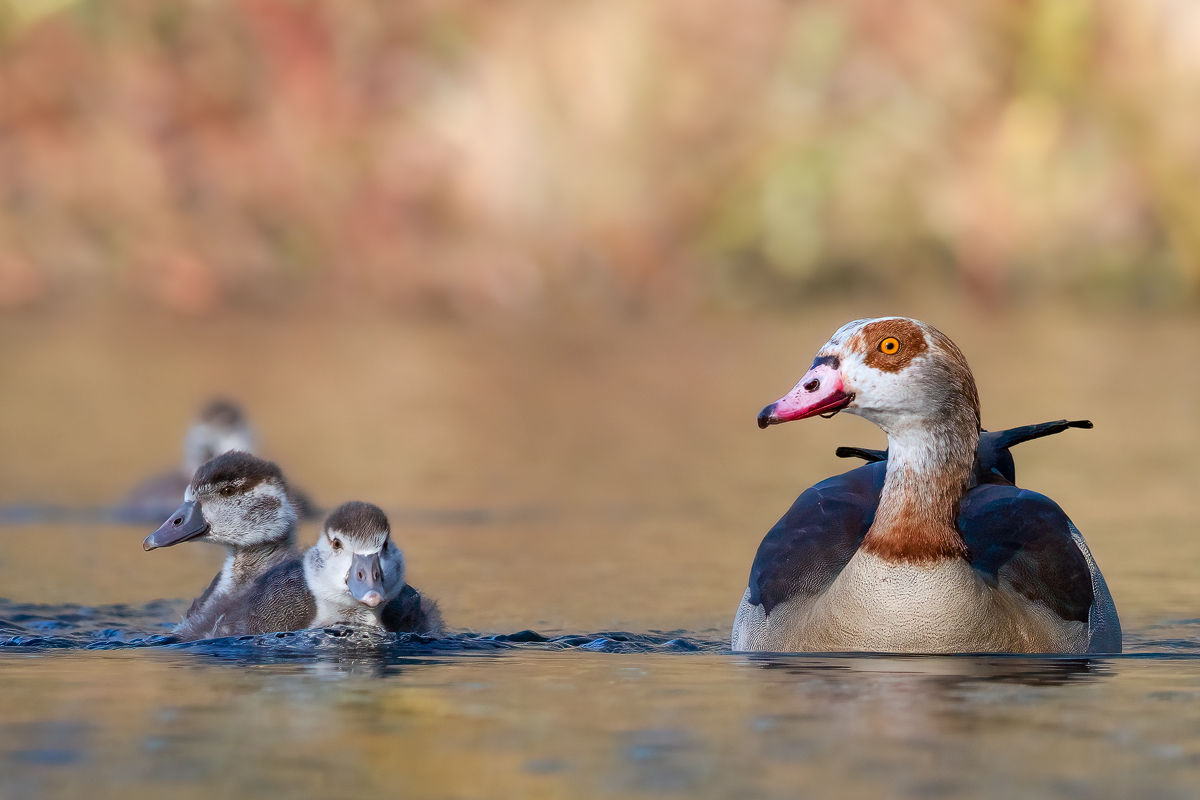 Nilgans-Familie.jpg