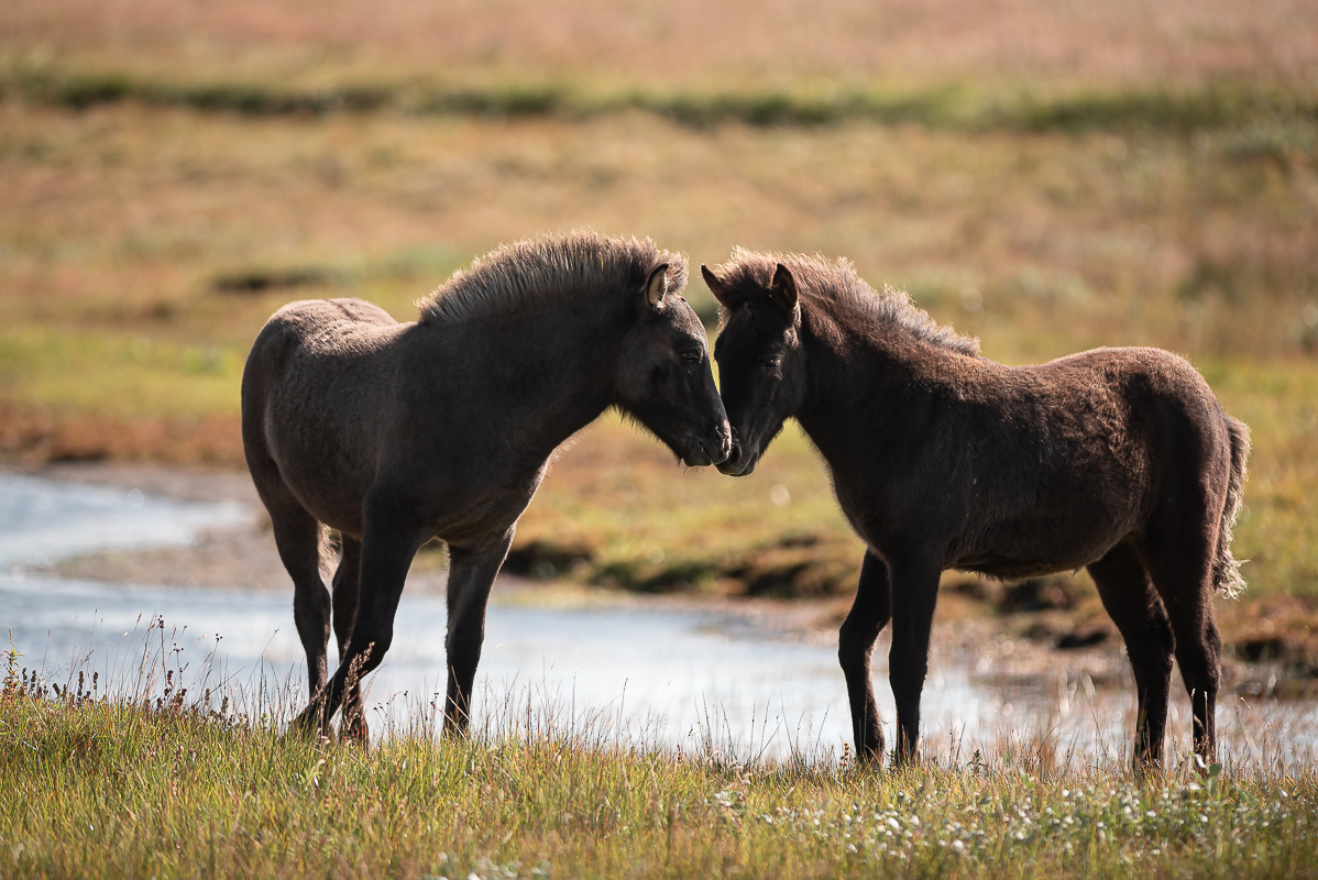 Island Pony-5768.jpg