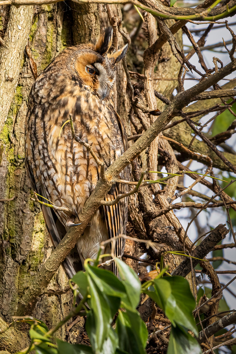 Waldohreule (Asio otus)_00RK1151.jpg