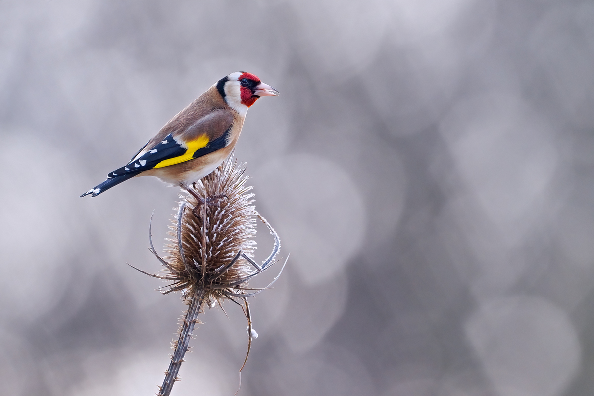 Carduelis-carduelis-OGG22245---Kopie.jpg