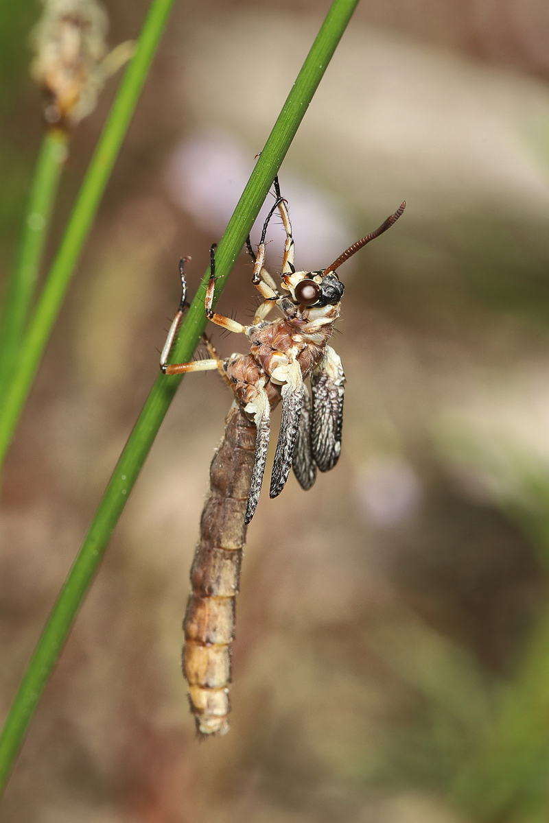 1 Myrmeleon-formicaria-Gewöhn.jpg