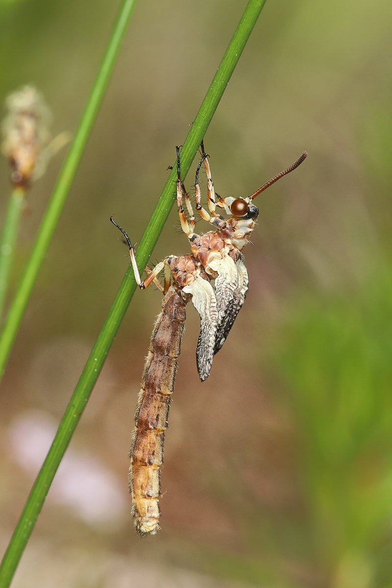 2 Myrmeleon-formicaria-web1.jpg