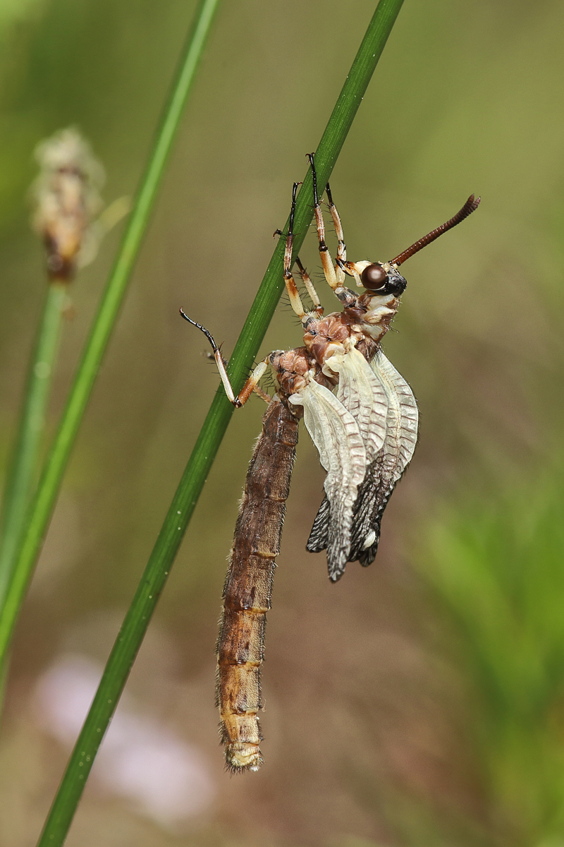 3 Myrmeleon-webGewr-8930a.jpg