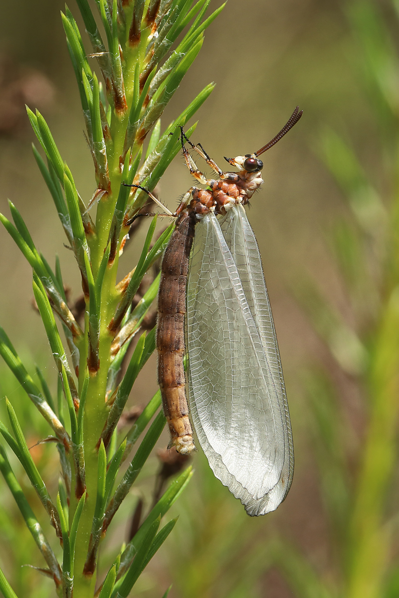 5 Myrmeleon-formicaria-r-8913.jpg