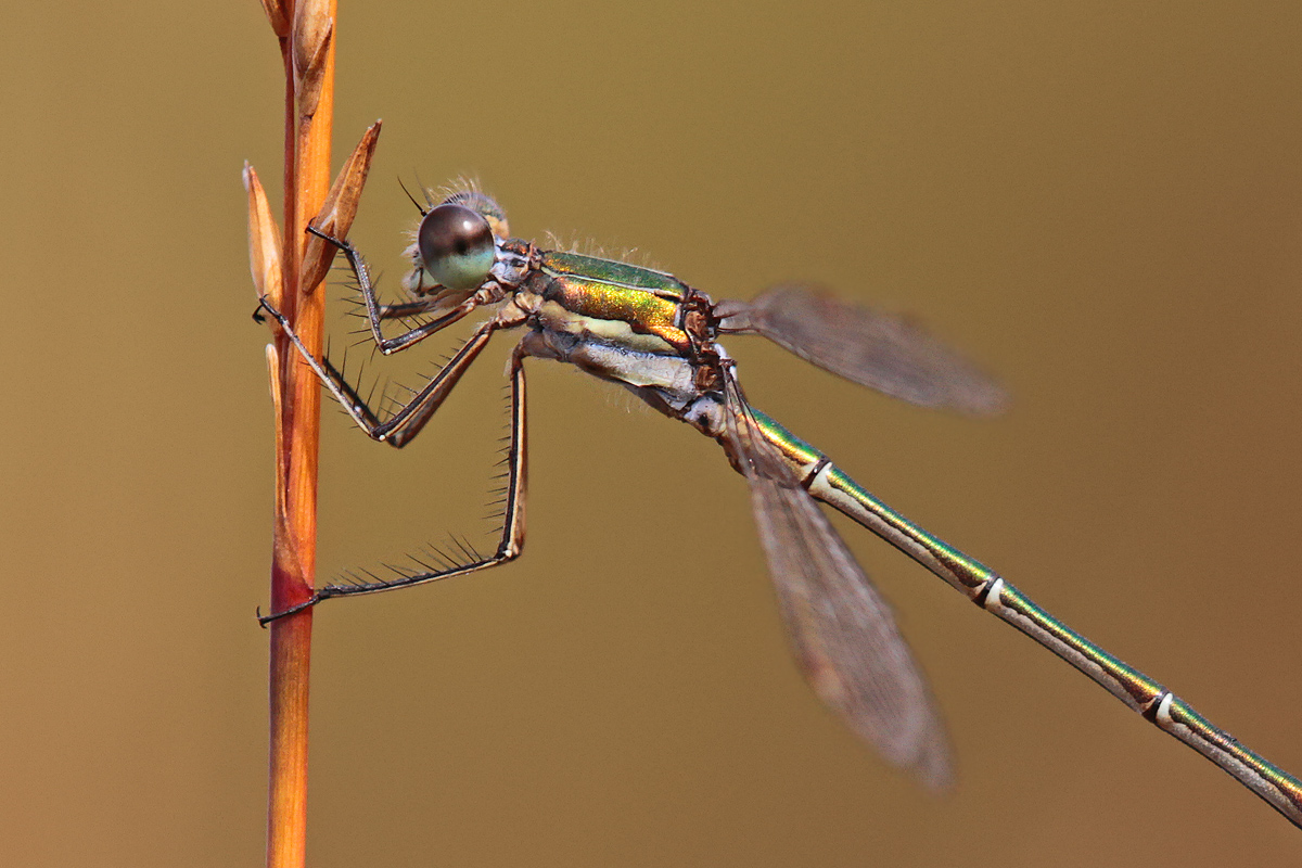 Lestes virens_m_Details_IMG_6667_1200.jpg