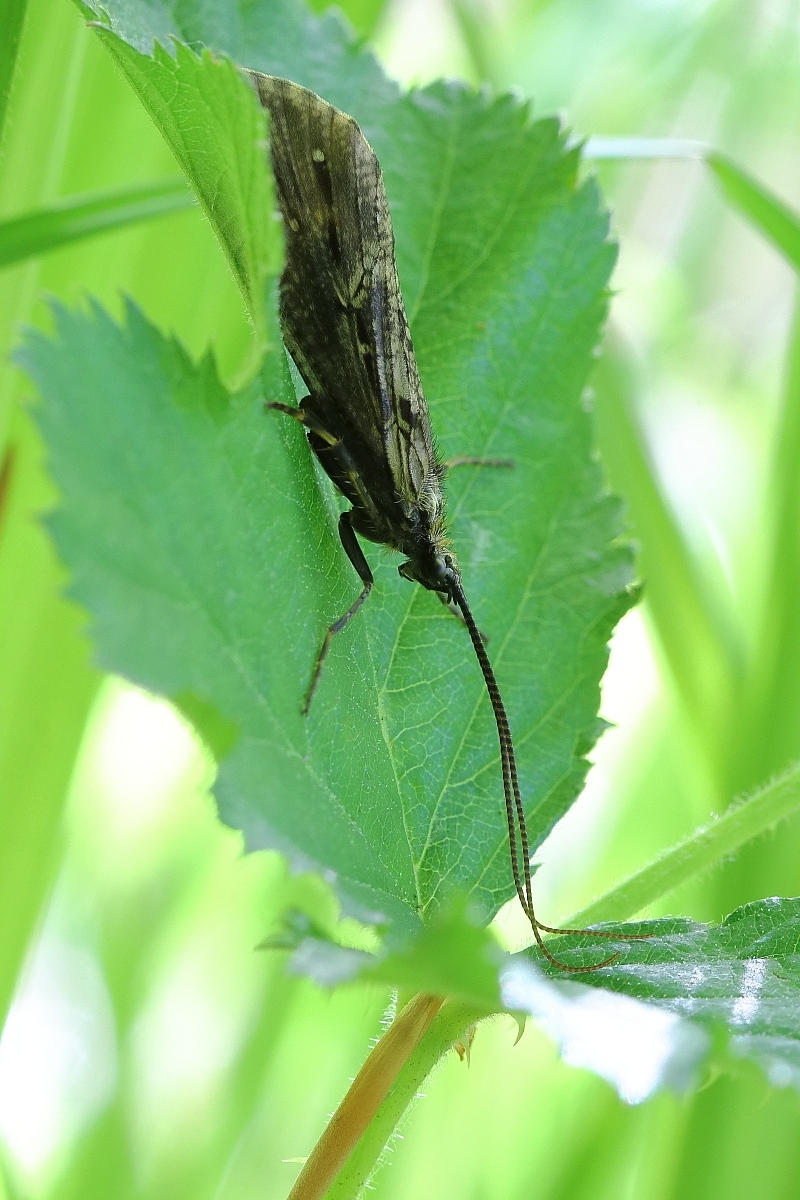 IMG_1919_14prs_phryganea_grandis_oder_bipunctata.JPG