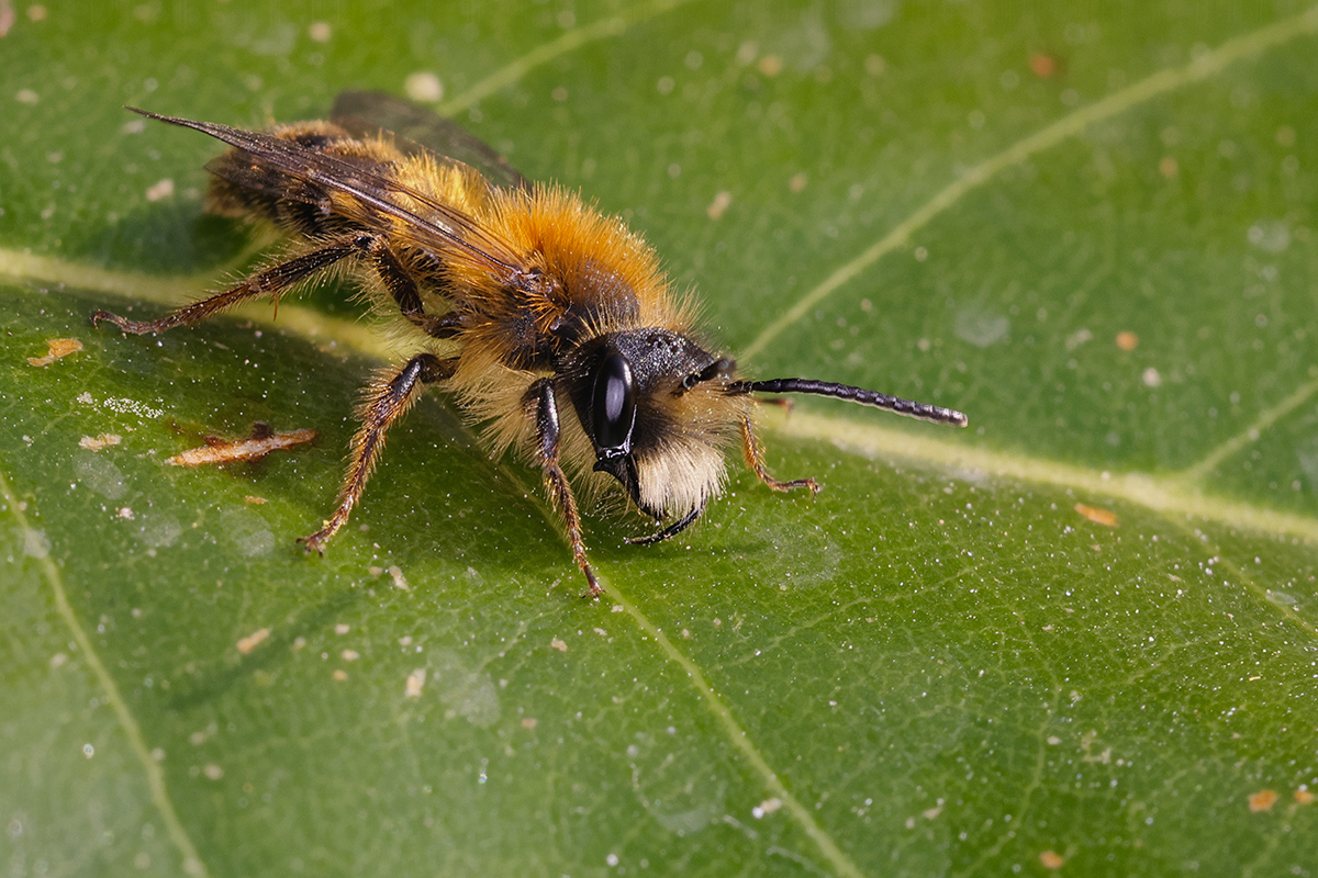 Andrena_fulva-male1.jpg