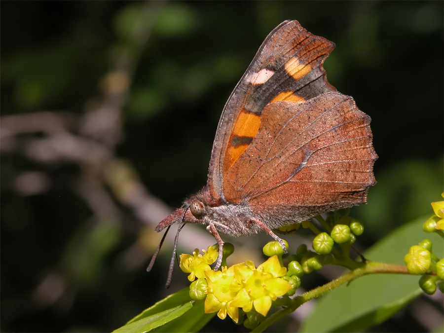 libythea_celtis_1_448.jpg