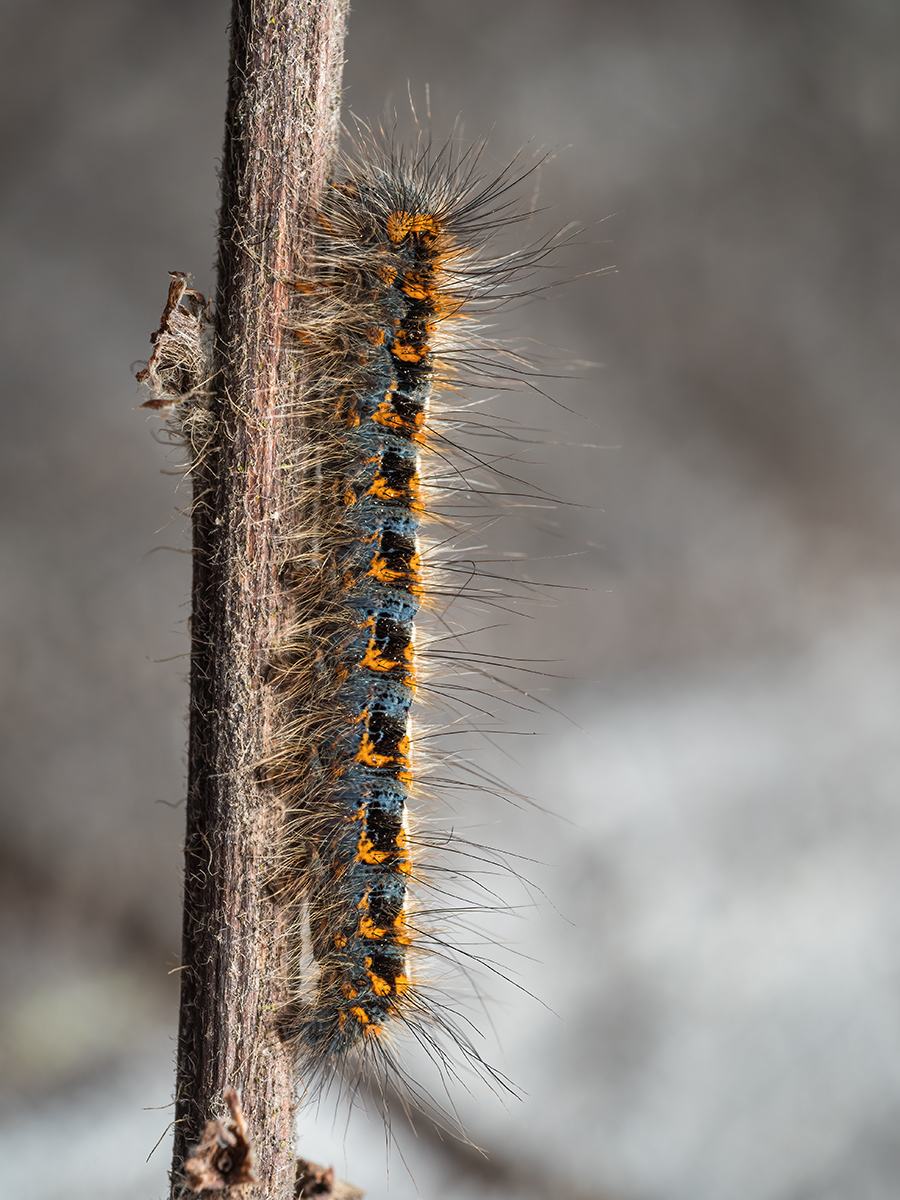 MIR-20210328-3280754-Bearbeitet.jpg