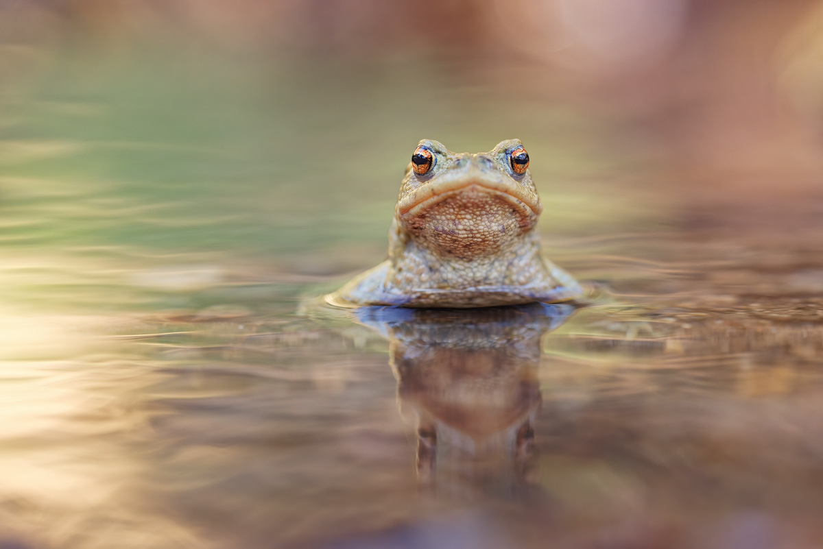 WEBU1205_3.5_1.60_1600_2Bufo_KE.jpg