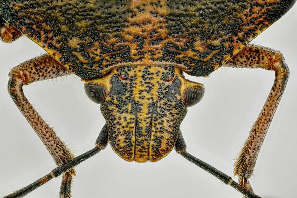 Stinkwanze 3x-106.jpg