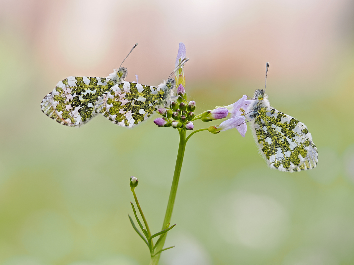 Anthocharis-cardamines-zom013159_15---Kopie.jpg