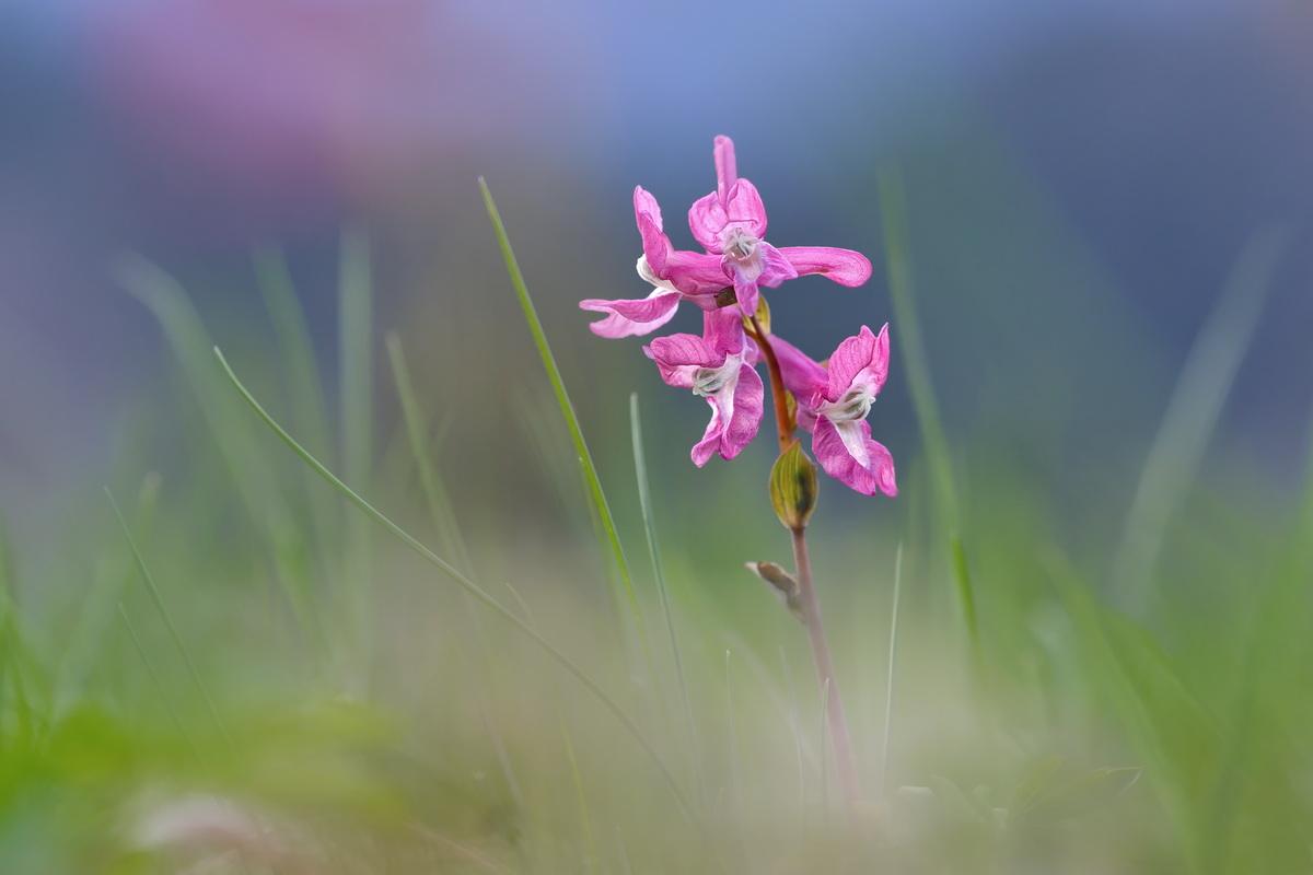 DSC03456 Einer von Vielen... kl.jpg