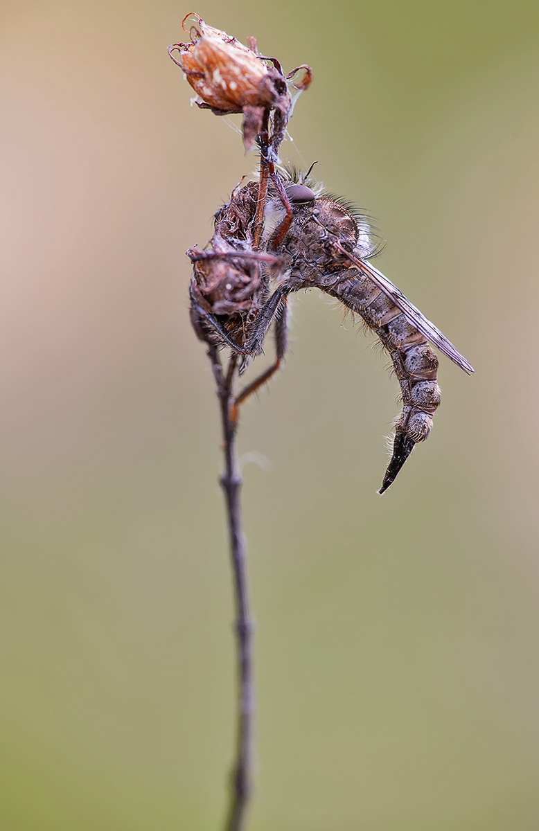 DSC_1914 Kopie.jpg 2.jpg