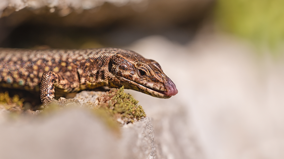 Z62_0526-Podarcis muralis.jpg