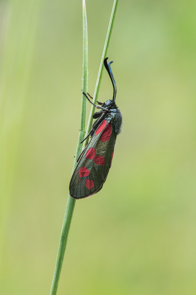 Zygaena filipendulae Sechsfleck-Widderchen; Zygaenidae Insekt (4) Makroforum-1.jpg