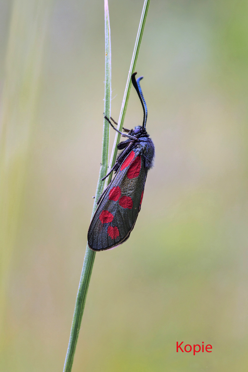 Zygaena filipendulae Sechsfleck-Widderchen; Zygaenidae Insekt Kopie_bearbeitet-1.jpg