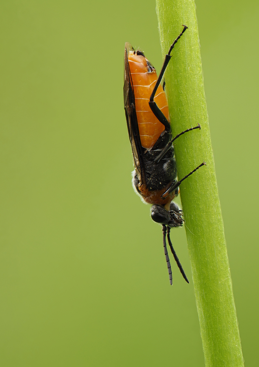 2022-05-01_13-17-15_P5010391_Stack_aus_13 (Meth B,Radius8,Smoothing4)_filtered_klein.jpg