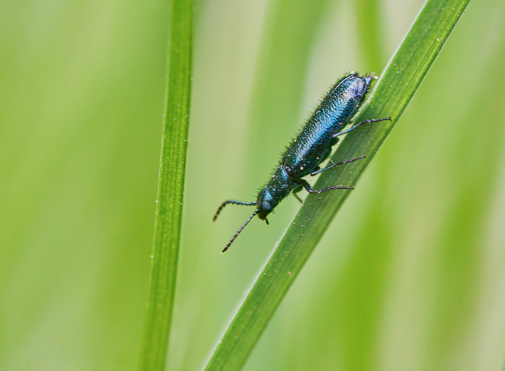 Blauer Wollhaarkäfer.jpg