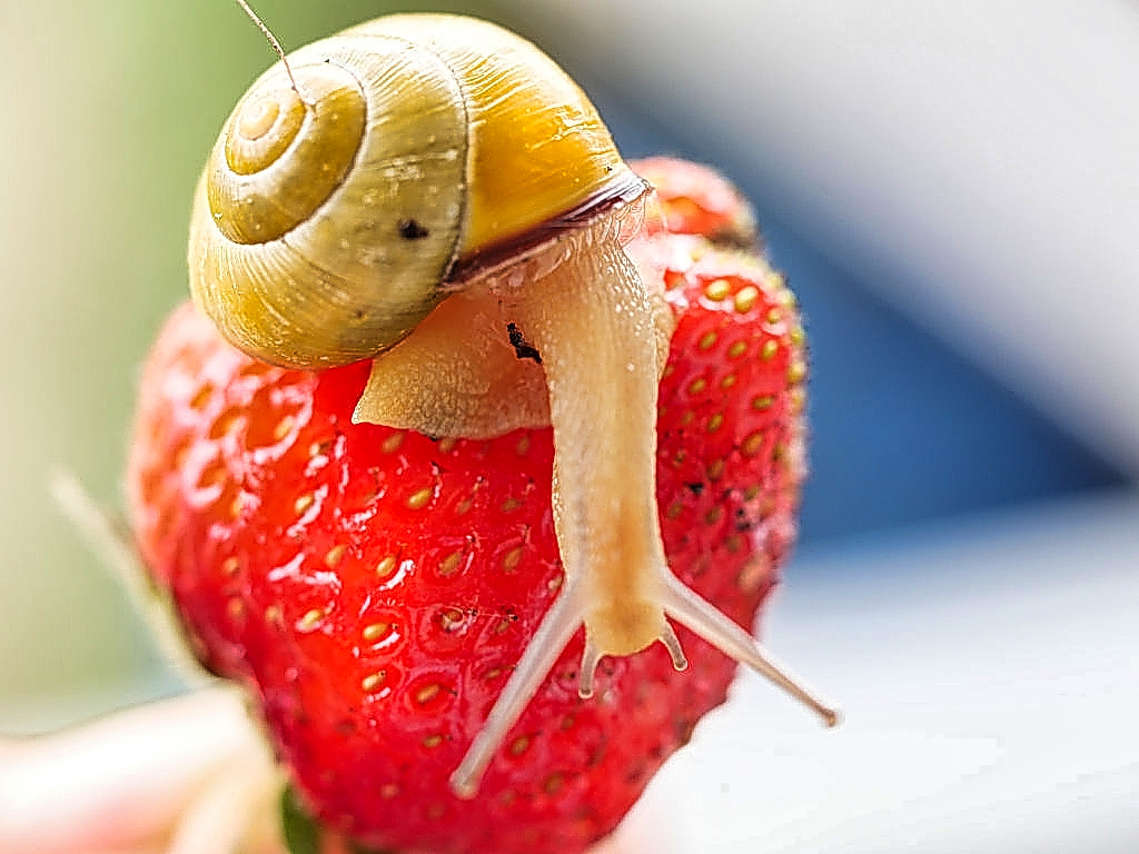 erdbeer-schnecke.jpg