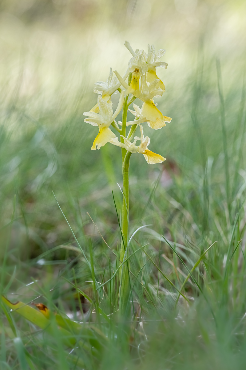 Gelbe_Orchidee-1.jpg