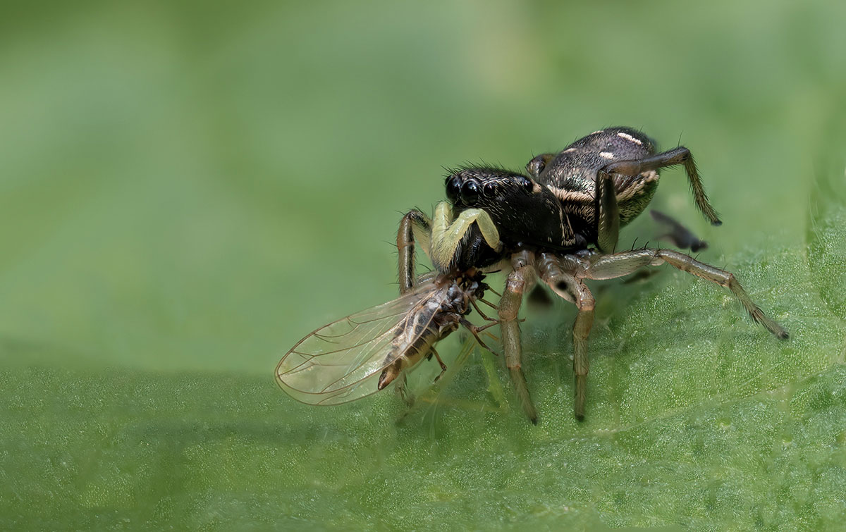 Spinne-2-Mai-2022-(A,R6,S5).jpg