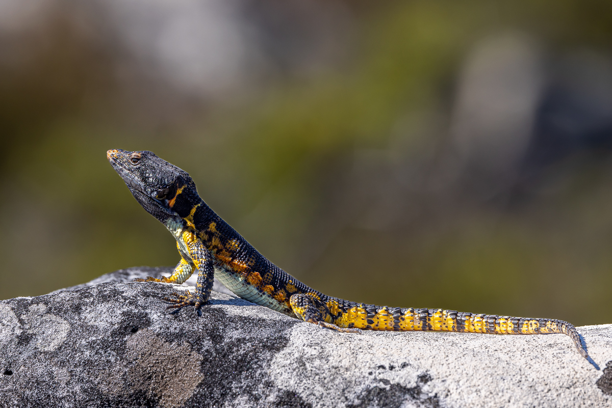 Pseudocordylus microlepidotus microlepidotus_00RK4215.jpg