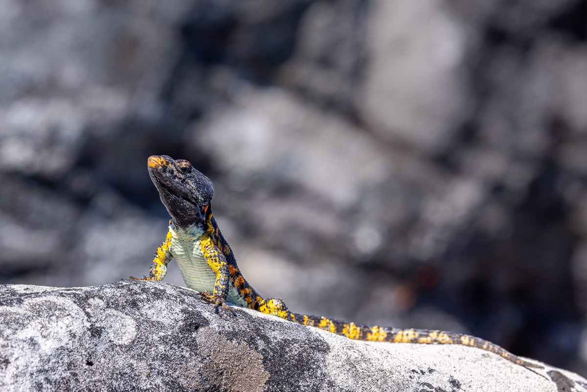 Pseudocordylus microlepidotus microlepidotus_00RK4211.jpg