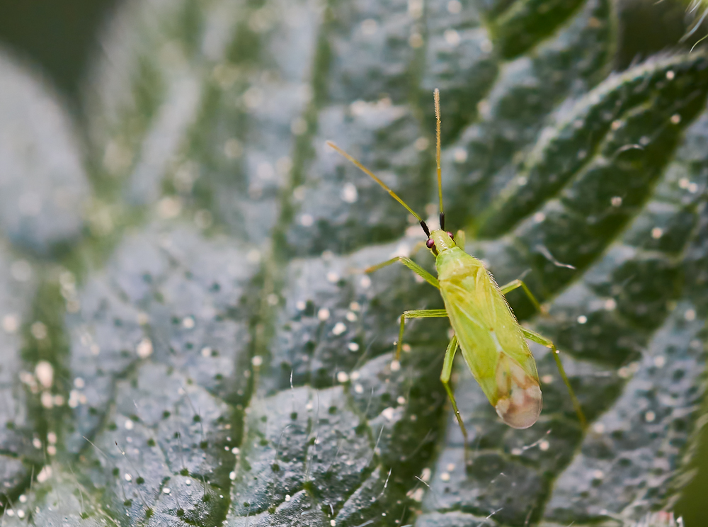 Macrolophus pygmaeus.jpg