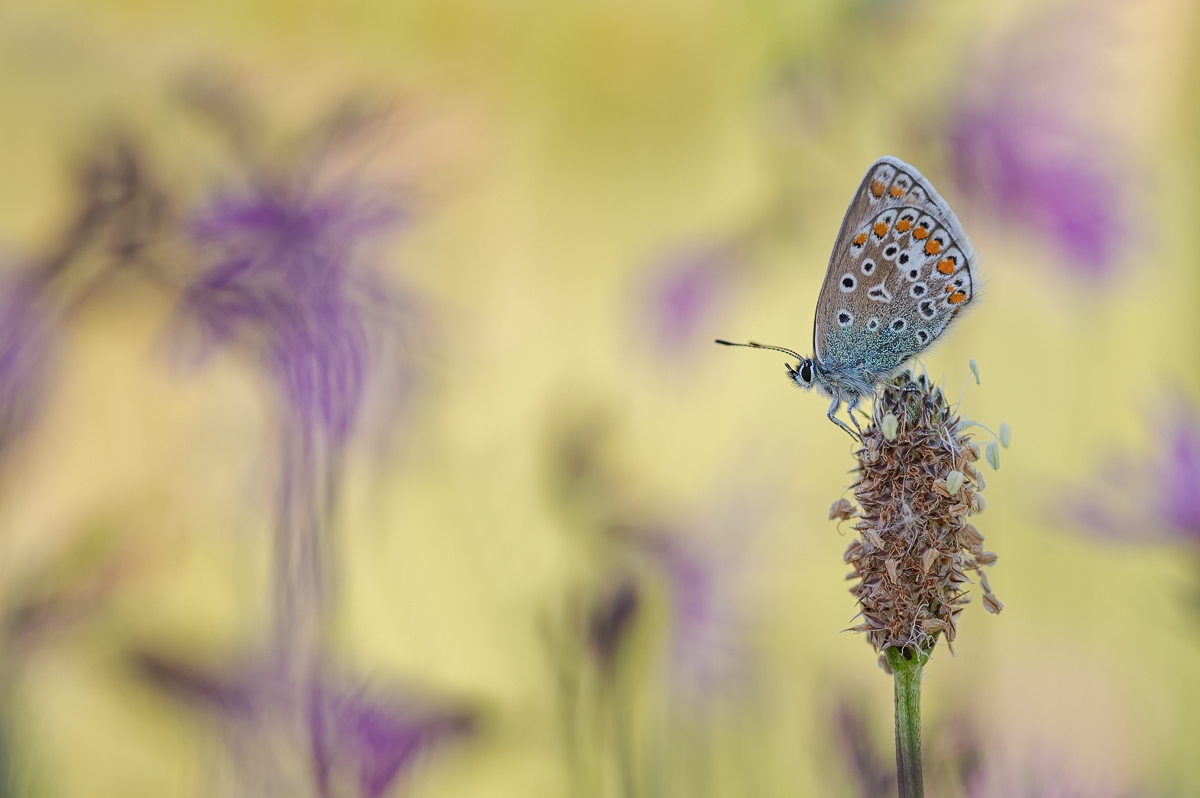Z62_0258-Polyommatus icarus.jpg