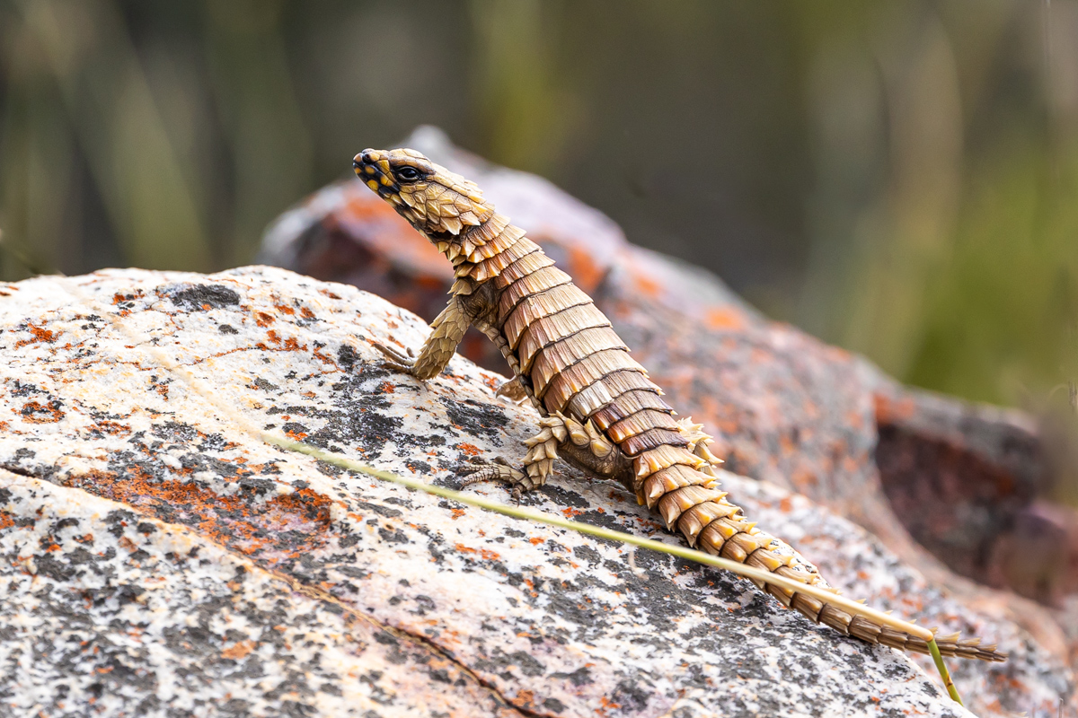 Panzergürtelschweif (Ouroborus cataphractus)_00RK3790A.jpg
