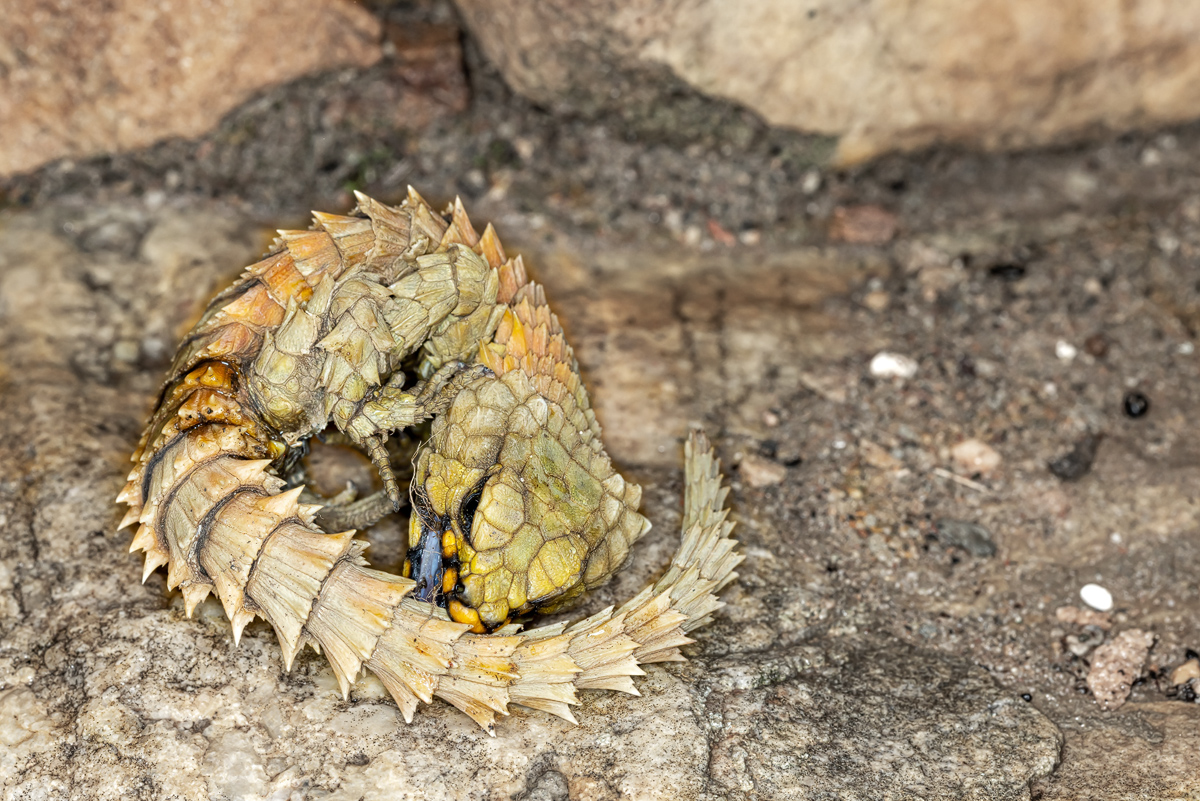 Panzergürtelschweif (Ouroborus cataphractus)_00RK3796.jpg