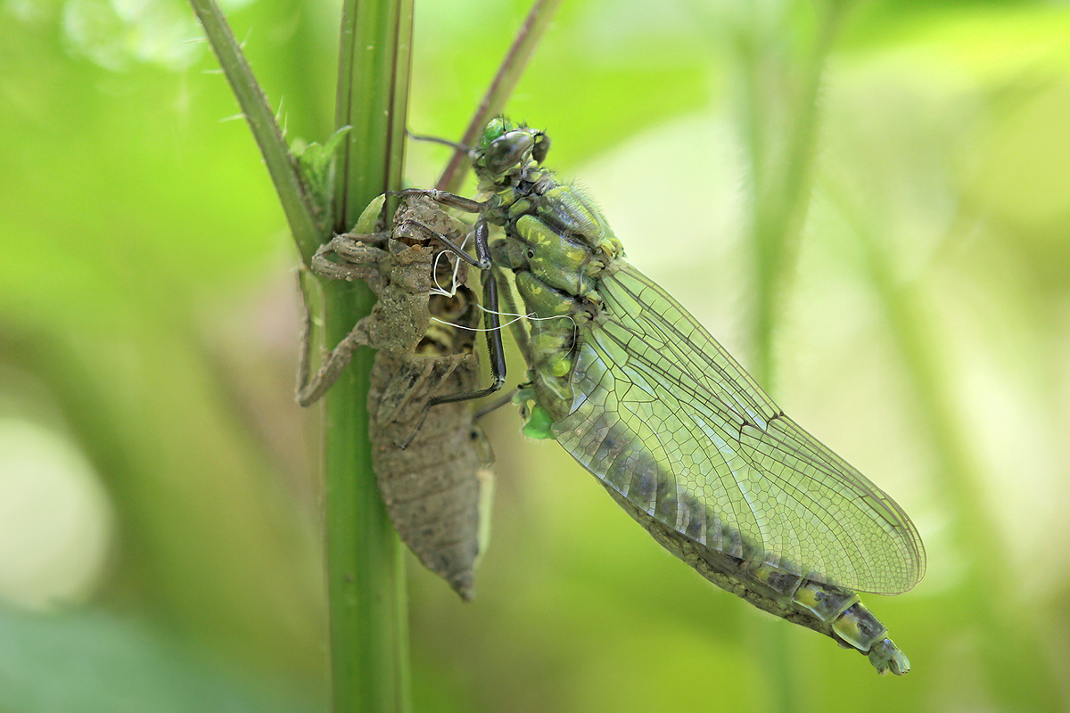 Gomphus vulgatissimus_m_Schlupf_IMG_0699_1200a.jpg