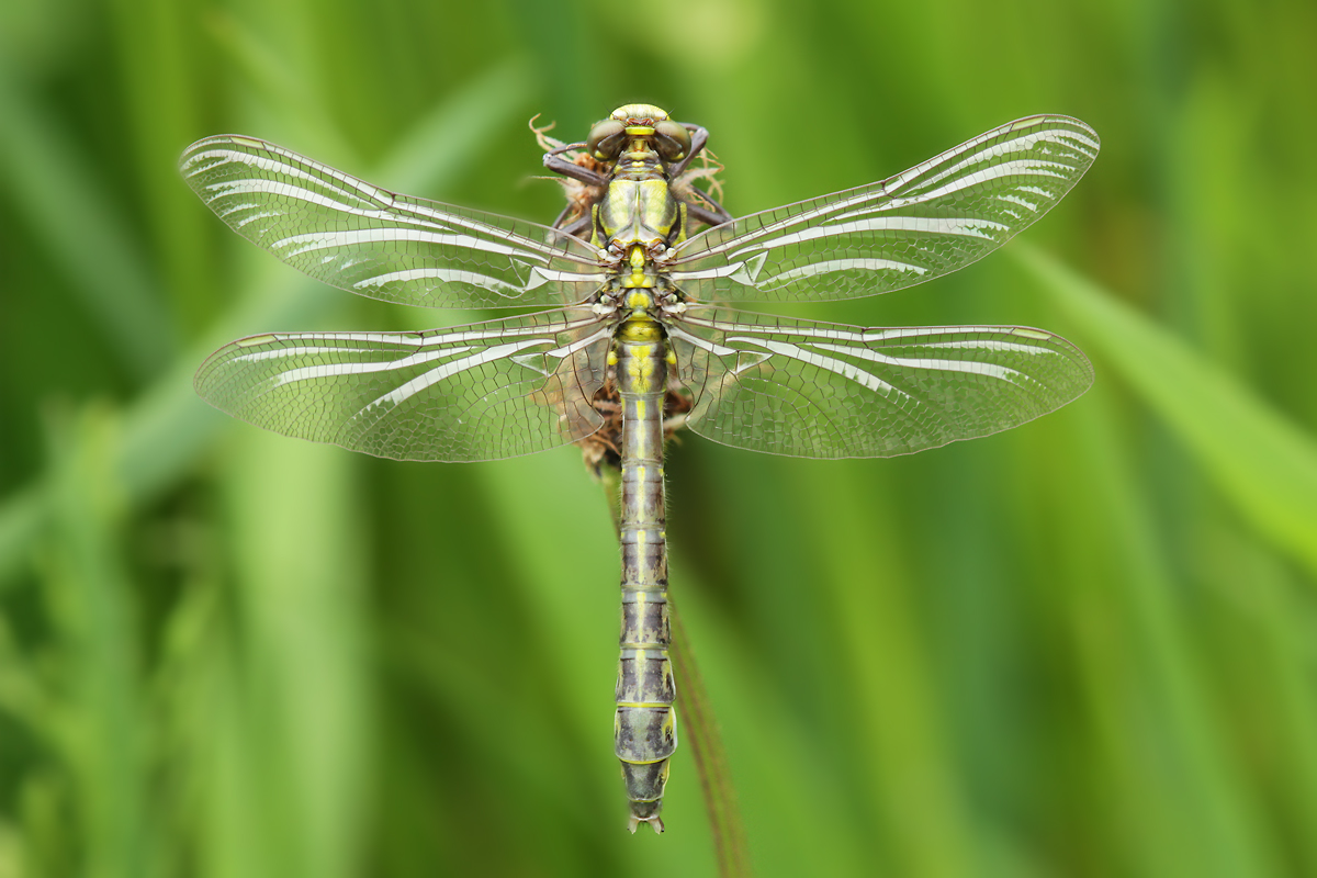 Gomphus vulgatissimus_m_Schlupf_IMG_8740_1200.jpg