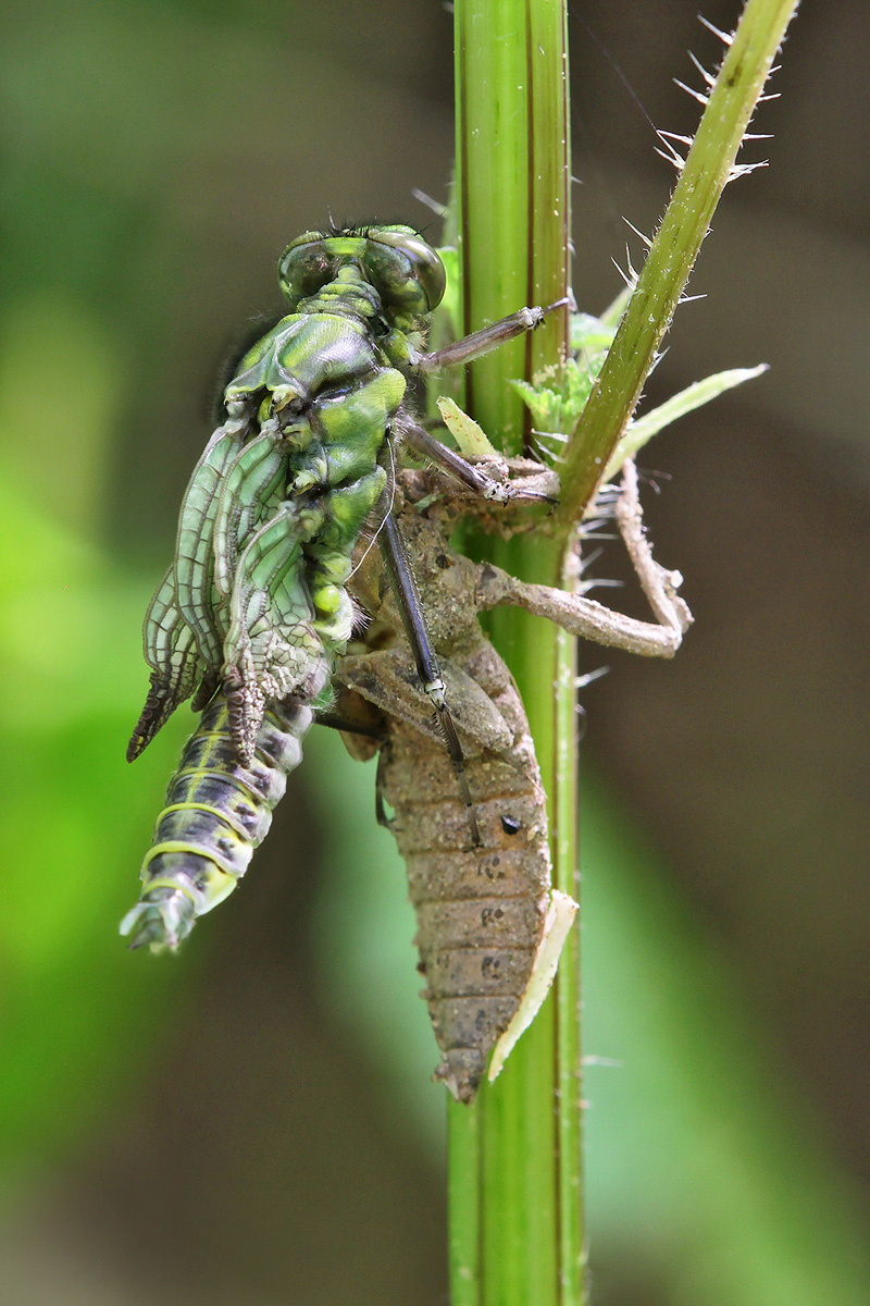 Gomphus vulgatissimus_m_Schlupf_IMG_0575_1200.jpg