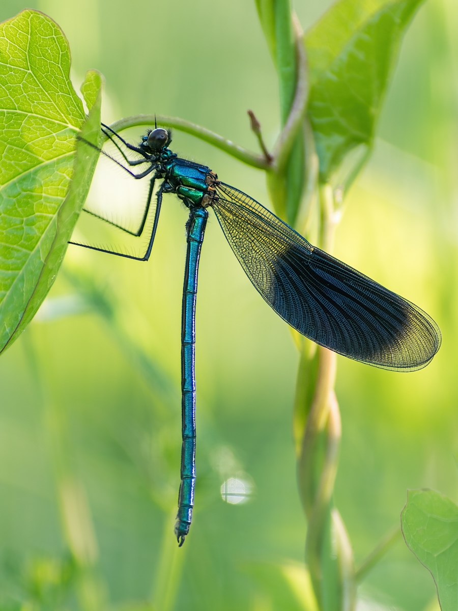 Pracht01 (1 von 1).jpg