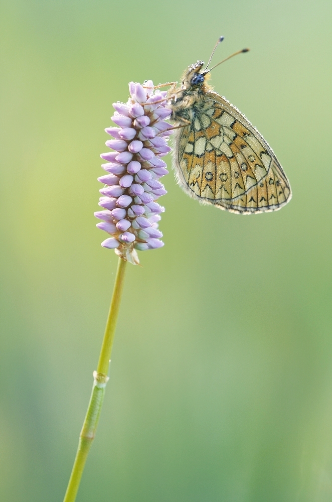 IMGP8519  hozwarche enkelberger mühle 1000.JPG