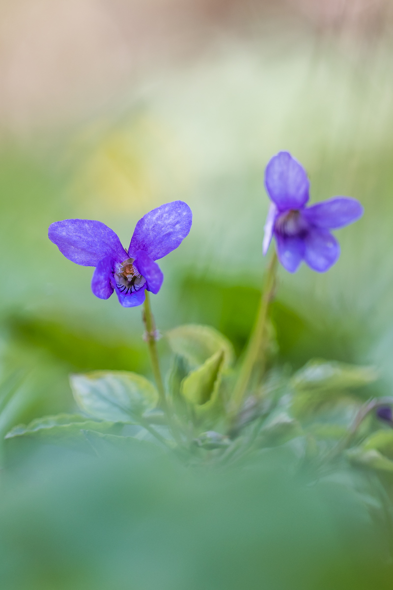 IMG_5517_ - Kopie.jpg