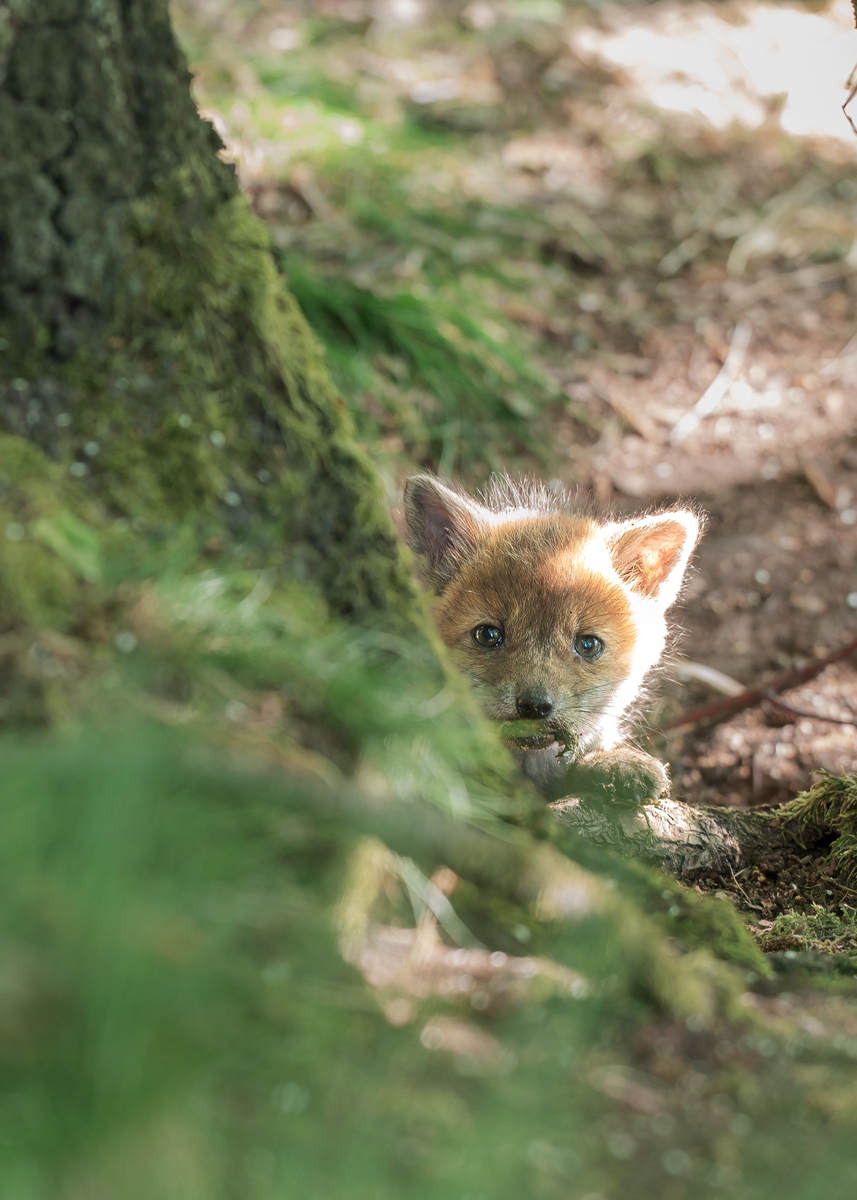 Z62_0060 (3)-HF aus QF.jpg