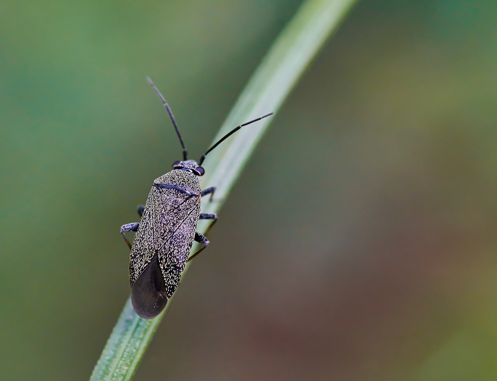 Heterocordylus tibialis.jpg