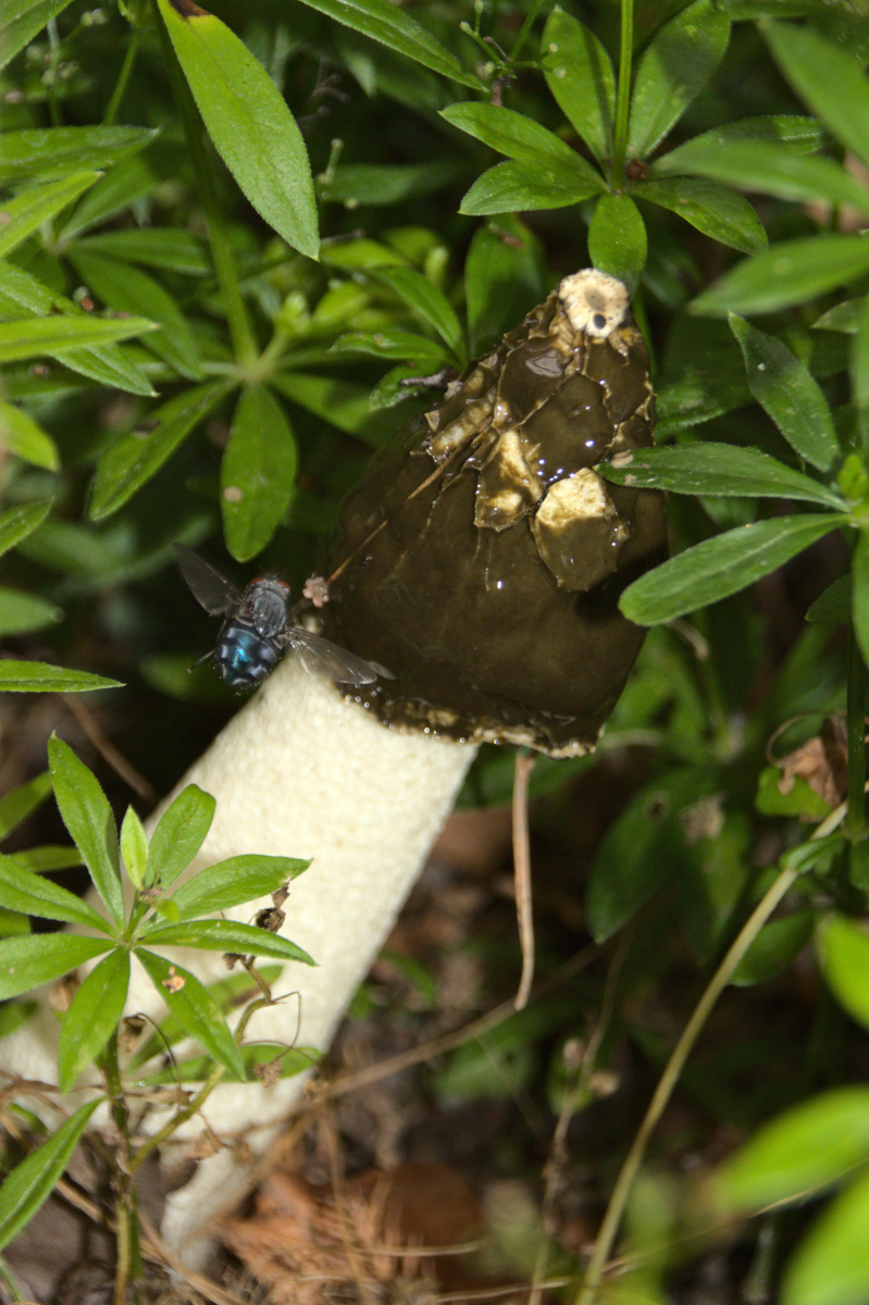 Stinkmorchel IMG_3424.jpg