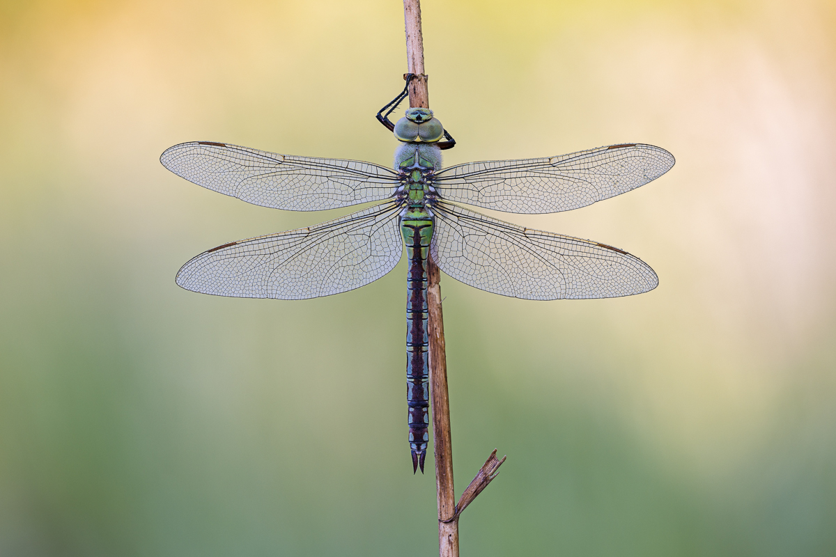 20220525-20220522-IMG_1584 ZS 9 1-40 f5 100 180-b.jpg