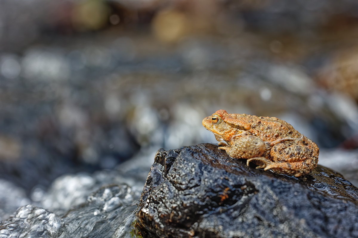 GABU4210_5.0_1.160_1600_Bufo_KE.jpg