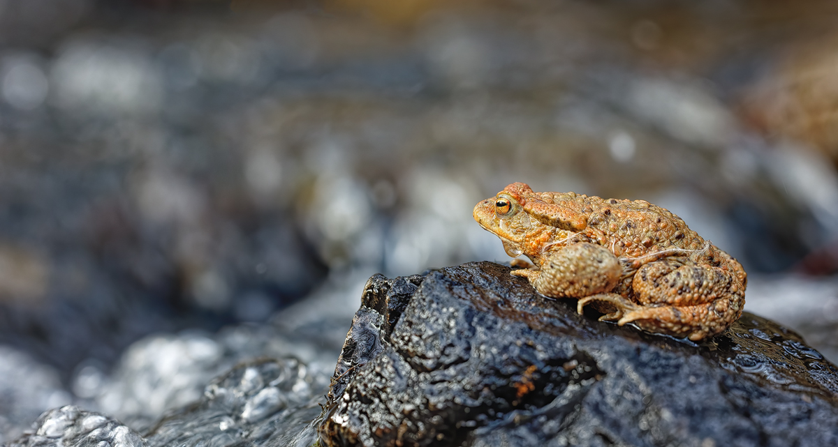 GABU4210_5.0_1.160_1600_Bufo_pKE.jpg