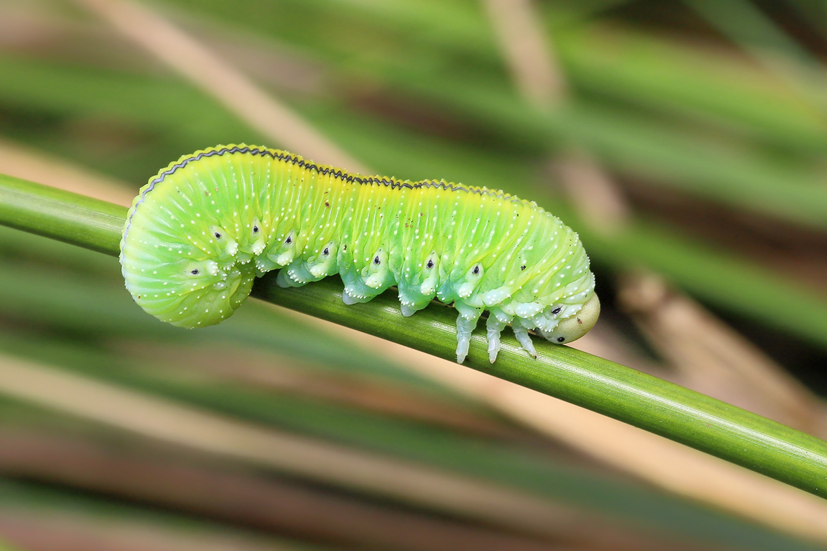 7 Gelbe-Pappel-Keulhornblattwespe Cimbex luteus.jpg