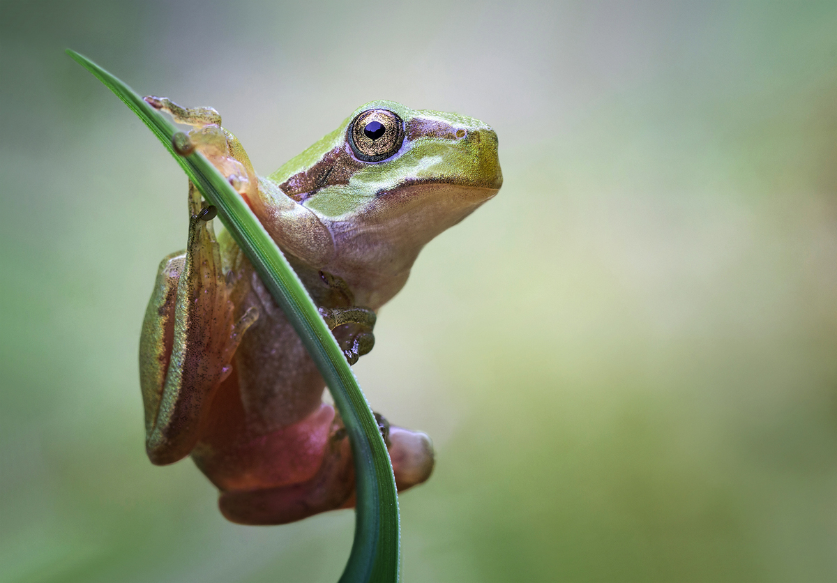 laubf - mf Kopie.jpg