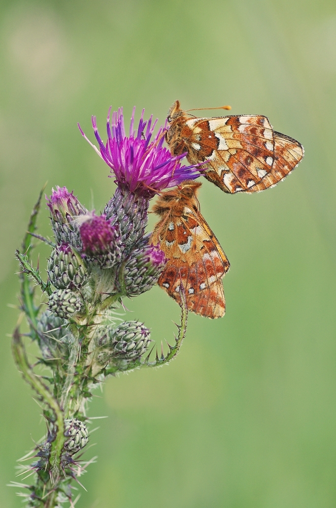 IMGP2537 brackvenn 1000.JPG