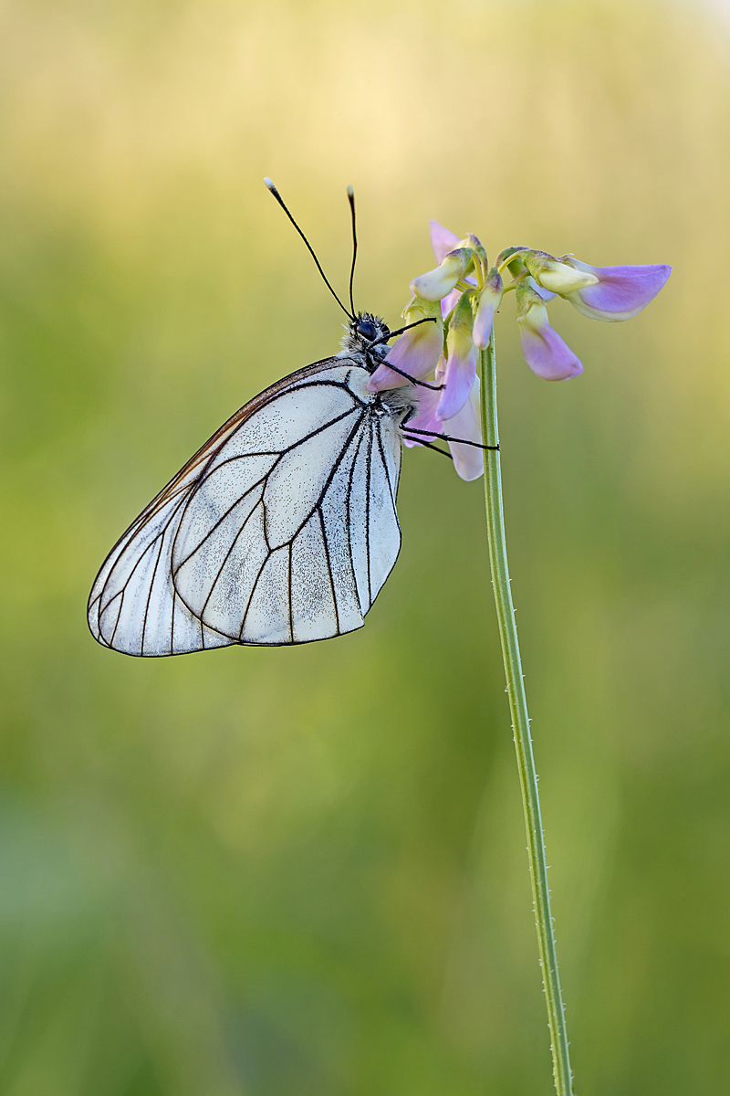 IMG_6128_SHARPEN projects DENOIS projects.jpg